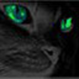 CutterTheCat