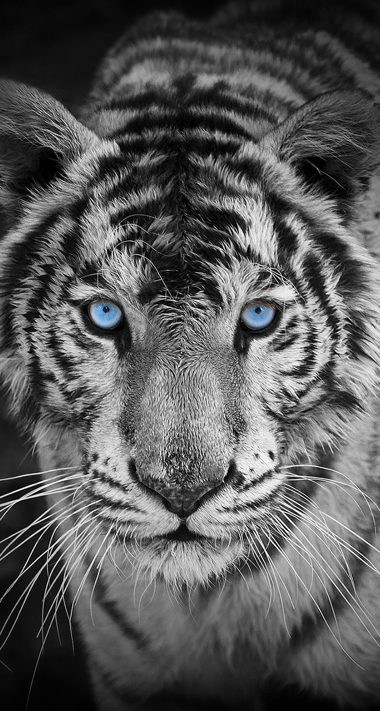 Topcoder profile picture for @Cycle