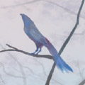 Topcoder profile picture for @Lazuli